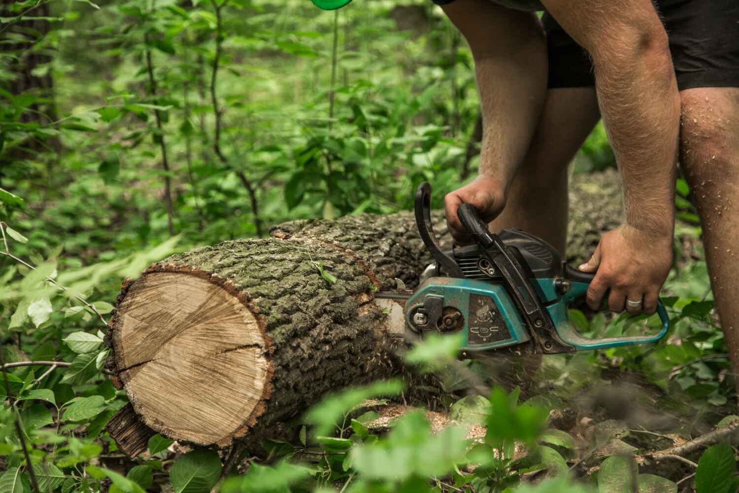 Best Arborist Services Near Me  in USA